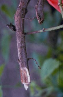 Image related to Hop (Humulus lupulus)-Verticillium Wilt