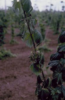 Image related to Hop (Humulus lupulus)-Verticillium Wilt