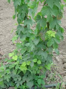 Image related to Hop (Humulus lupulus)-Viroid Diseases