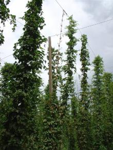 Image related to Hop (Humulus lupulus)-Viroid Diseases