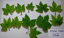 Image related to Hop (Humulus lupulus)-Viroid Diseases