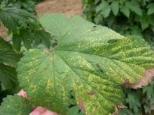 Image related to Hop (Humulus lupulus)-Viroid Diseases