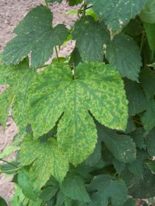 Image related to Hop (Humulus lupulus)-Virus Diseases