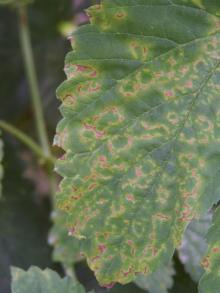 Image related to Hop (Humulus lupulus)-Virus Diseases