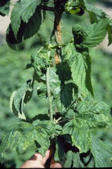 Image related to Hop (Humulus lupulus)-Virus Diseases