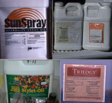 Image related to Horticultural Spray Oils