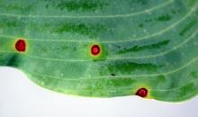 Image related to Hosta-Botrytis Blight