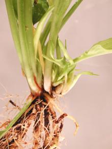 Image related to Hosta-Shoot Proliferation and Leafy Gall