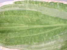 Image related to Hosta-Viruses