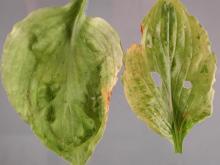 Image related to Hosta-Viruses