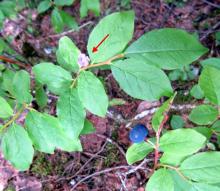 Image related to Huckleberry (Vaccinium spp.)-Mummy Berry