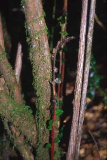 Image related to Huckleberry (Vaccinium spp.)-Ramorum Leaf Blight and Shoot Dieback