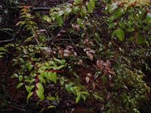 Image related to Huckleberry (Vaccinium spp.)-Ramorum Leaf Blight and Shoot Dieback