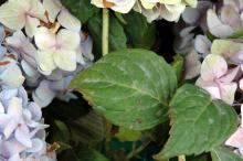 Image related to Hydrangea-Powdery Mildew