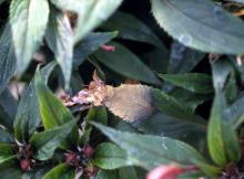 Image related to Impatiens-Botrytis Blight