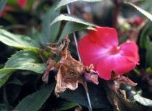 Image related to Impatiens-Botrytis Blight