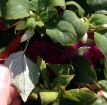 Image related to Impatiens (Impatiens walleriana)-Downy Mildew