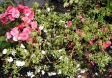 Image related to Impatiens (Impatiens walleriana)-Downy Mildew