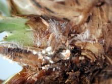 Image related to Iris, Bulbous and Rhizomatous (Iris spp.)-Crown Rot