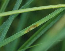 Image related to Iris, Bulbous and Rhizomatous (Iris spp.)-Leaf Spot