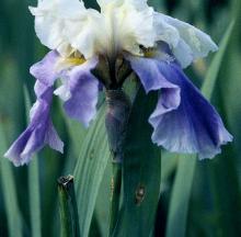 Image related to Iris, Bulbous and Rhizomatous (Iris spp.)-Leaf Spot