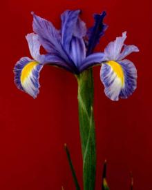 Image related to Iris, Bulbous and Rhizomatous (Iris spp.)-Viruses