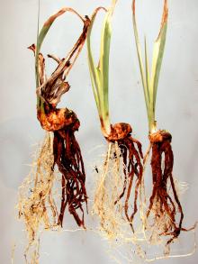 Image related to Iris, Bulbous (Iris spp.)-Fusarium Basal Rot