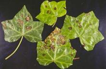 Image related to Ivy (Hedera helix)-Bacterial Leaf Spot and Stem Canker