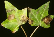 Image related to Ivy (Hedera helix)-Leaf Spot and Twig Blight