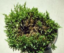 Image related to Juniper (Juniperus spp.)-Magnesium Deficiency