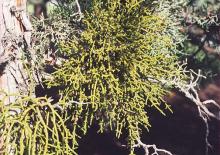 Image related to Juniper (Juniperus spp.)-Mistletoe (a True Mistletoe)