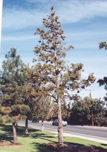 Image related to Juniper (Juniperus spp.)-Mistletoe (a True Mistletoe)