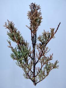 Image related to Juniper (Juniperus spp.)-Seiridium Canker