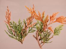 Image related to Juniper (Juniperus spp.)-Twig Blight