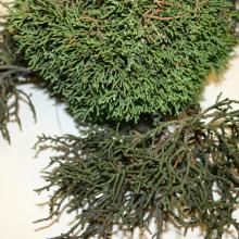 Image related to Juniper (Juniperus spp.)-Witches' Broom