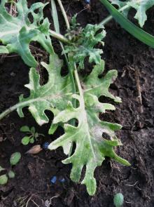 Image related to Kale (Brassica oleracea var. acephala)-Black Leg (Phoma Stem Canker)