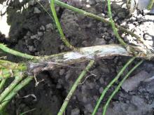 Image related to Kale (Brassica oleracea var. acephala)-Black Leg (Phoma Stem Canker)