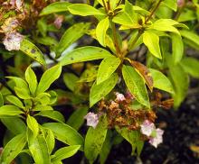 Image related to Kalmia (Mountain Laurel)-Necrotic Ringspot