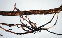 Image related to Kiwifruit (Actinidia spp.)-Root and Crown Rot