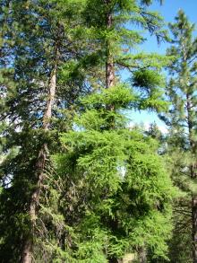 Image related to Larch (Larix spp.)-Dwarf Mistletoe