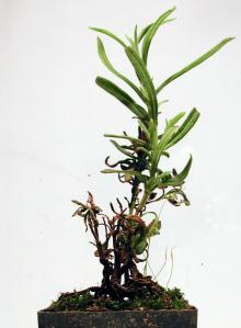 Image related to Lavender-Root Rot