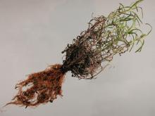 Image related to Lavender-Root Rot