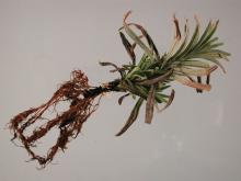 Image related to Lavender-Root Rot