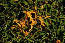 Image related to Lawn and Turf-Anthracnose