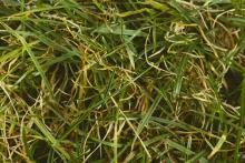 Image related to Lawn and Turf-Brown Blight