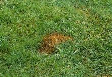 Image related to Lawn and Turf-Dog Injury