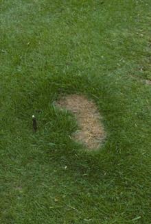 Image related to Lawn and Turf-Dog Injury