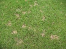 Image related to Lawn and Turf-Dollar Spot