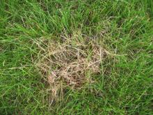 Image related to Lawn and Turf-Dollar Spot