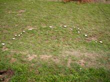 Image related to Lawn and Turf-Fairy Ring and Mushrooms